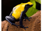 Dendrobates tinctorius Dartfrog Citronella Nakweek / Elevage