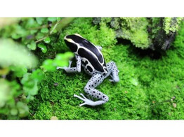 Dendrobates tinctorius Powder Blue Nakweek / Elevage S-M
