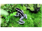 Dendrobates tinctorius Powder Blue Nakweek / Elevage S-M