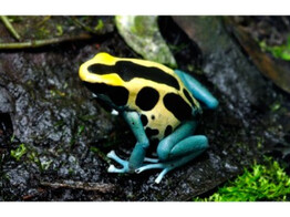 Dendrobates tinctorius Patricia Nakweek / Elevage S-M