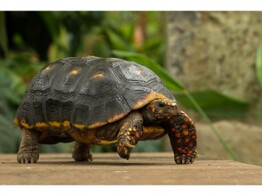 Chelonoides carbonarius Nakweek / Elevage S