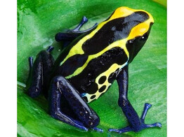Dendrobates tinctorius Dartfrog Cobalt Nakweek / Elevage S-M
