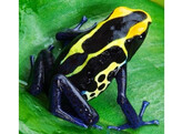 Dendrobates tinctorius Dartfrog Cobalt Nakweek / Elevage S-M