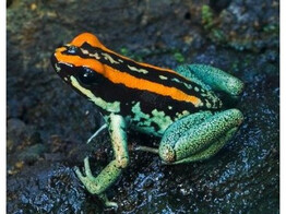 Phyllobates vittatus Striped Dartfrog Nakweek / Elevage S-M