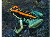 Phyllobates vittatus Striped Dartfrog Nakweek / Elevage S-M