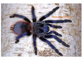 Pterinopelma sazimai Blue Brazilian Tarantula Nakweek / Elev