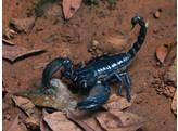 Heterometrus spiniferus Asian Black Forest Scorpion Nakweek