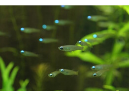 APLOCHEILICHTHYS NORMANI blue lamp eyes 1 5-2
