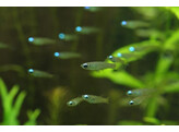 APLOCHEILICHTHYS NORMANI blue lamp eyes 1 5-2