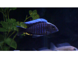 AULONOCARA MAYLANDI KANDEENSIS/SILVER HEAD 5-7