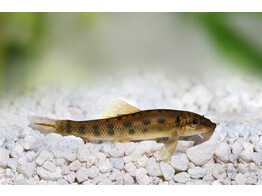 GYRINOCHEILUS AYMONIERI 5 - 6