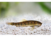 GYRINOCHEILUS AYMONIERI 5 - 6