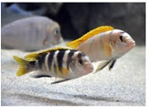 LABIDOCHROMIS PERLMUT  HIGGA RIFF  5-6