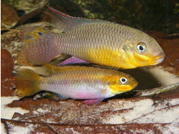 PELVICACHROMIS TAENIATUS BIPINDI XL