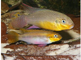 PELVICACHROMIS TAENIATUS BIPINDI XL