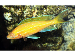 PARACYPRICHROMIS NIGRIPINNIS BLUE NEON ALBINO 5-6
