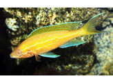 PARACYPRICHROMIS NIGRIPINNIS BLUE NEON ALBINO 5-6