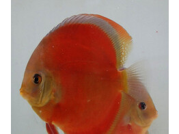 SYMPHYSODON A. SSP RED COVER 5