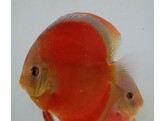 SYMPHYSODON A. SSP RED COVER 5