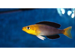 CYPRICHROMIS LEPTOSOMA JUMBO YELLOW MPIMBWE 4-5