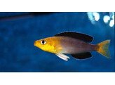 CYPRICHROMIS LEPTOSOMA JUMBO YELLOW MPIMBWE 4-5