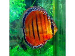 SYMPHYSODON A. AXELRODI RED ALENQUER 9
