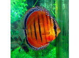 SYMPHYSODON A. AXELRODI RED ALENQUER 9