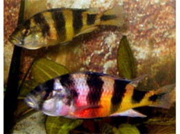 HAPLOCHROMIS OBLIQUIDENS ZEBRA 8-9