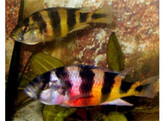 HAPLOCHROMIS OBLIQUIDENS ZEBRA 8-9