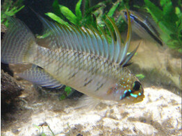 APISTOGRAMMA PERSONATA 2-3 5