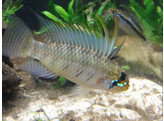 APISTOGRAMMA PERSONATA 2-3 5