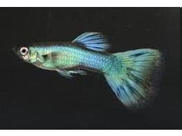 Poecilia reticulata Guppy Male Peacock Green L