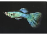Poecilia reticulata Guppy Male Peacock Green L