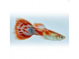 Poecilia reticulata Guppy Male Pigeon Blood L