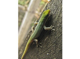 Lygodactylus conraui Green Day Gecko Nakweek/Elevage S