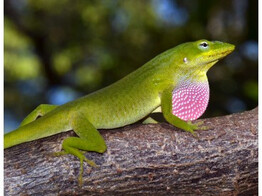Anolis carolinensis Green Anoles  Nakweek / Elevage L