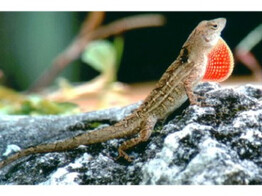 Anolis sagrei Brown Anole  Nakweek / Elevage L