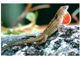 Anolis sagrei Brown Anole  Nakweek / Elevage S