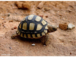 Stigmochelys pardalis Leopard Tortoise Nakweek / Elevage S