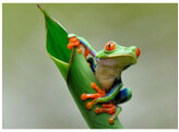 Agalychnis callidryas Red Eye Tree Frog Nakweek / Elevage  L