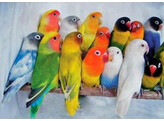 Agapornis sp.  mix  Seizoensprijs / prix saisonier 