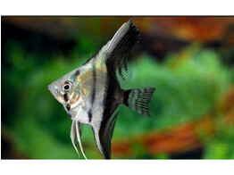 PTEROPHYLLUM SCALARE BICOLOR 3-3 5