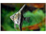 PTEROPHYLLUM SCALARE BICOLOR 3-3 5