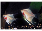 PTEROPHYLLUM SCALARE GHOST 3-3 5