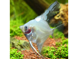 PTEROPHYLLUM SCALARE GHOST 4-5