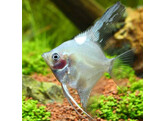 PTEROPHYLLUM SCALARE GHOST 4-5