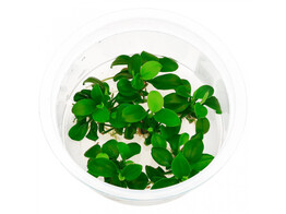 Anubias nana bonsai  inv 