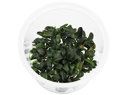 Bucephalandra sp. Brownie