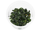 Bucephalandra sp. Brownie