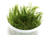 Erect moss  Vesicularia reticulata  inv 